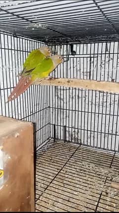 Pineapple Conure Jumbo Size Pair