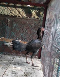 Mianwali Aseel pathi /murghi murgi chick for sale