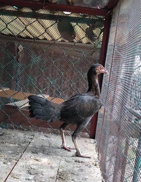 Mianwali Aseel pathi /murghi murgi chick for sale 0