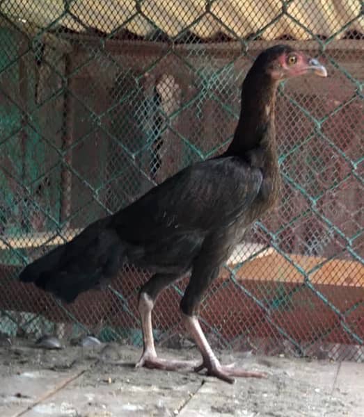 Mianwali Aseel pathi /murghi murgi chick for sale 2