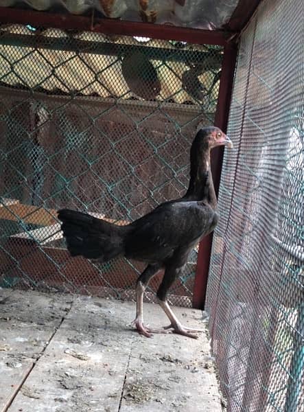 Mianwali Aseel pathi /murghi murgi chick for sale 3