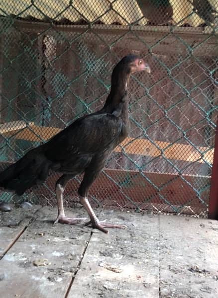 Mianwali Aseel pathi /murghi murgi chick for sale 4