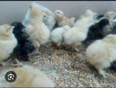 All variety chicks are available for sale