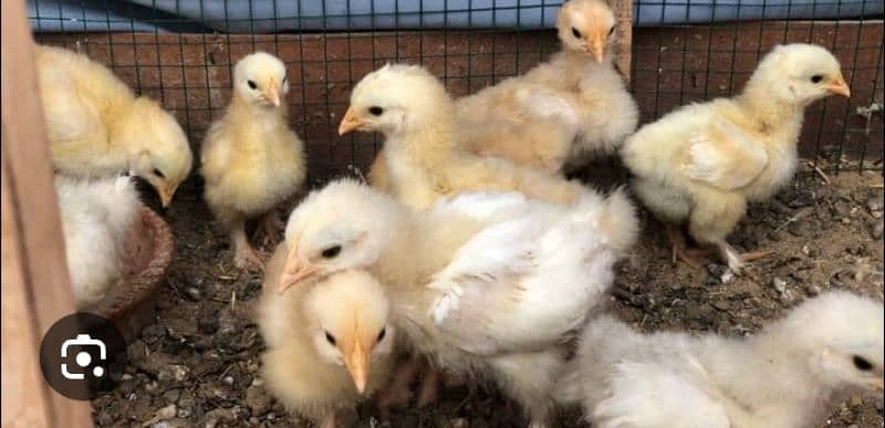 All variety chicks are available for sale 1