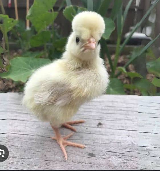 All variety chicks are available for sale 2