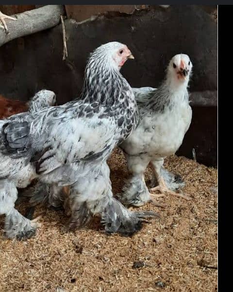 All variety chicks are available for sale 5