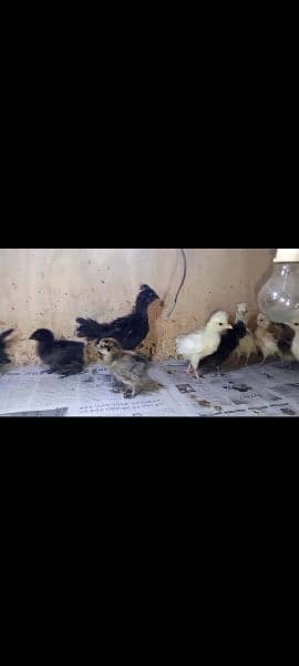 All variety chicks are available for sale 7