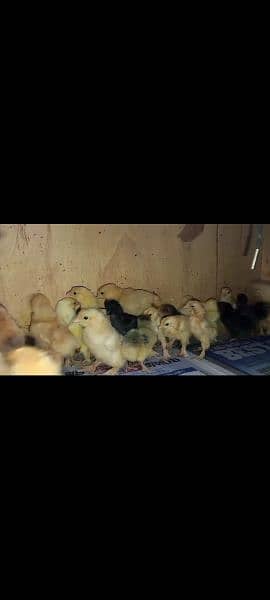 All variety chicks are available for sale 8