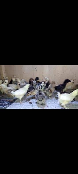 All variety chicks are available for sale 9