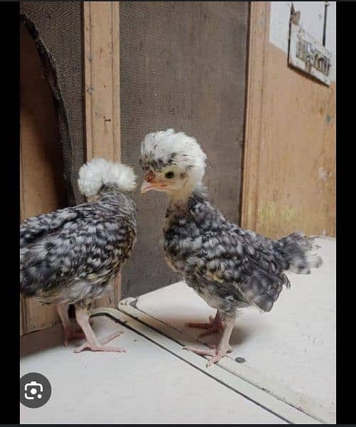 All variety chicks are available for sale 10