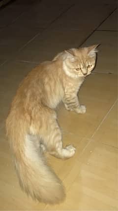 Persian Male Cat