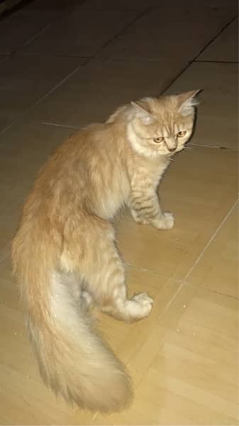 Persian Male Cat 0