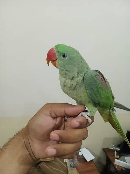 raw baby parrot 0