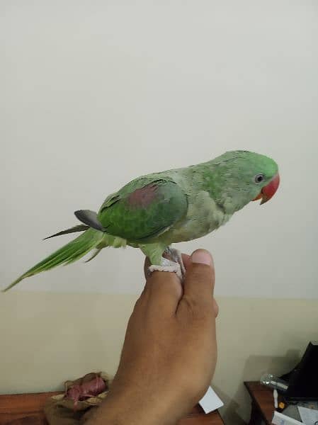 raw baby parrot 1