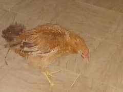 hen for sale desi ghr ki pali hui