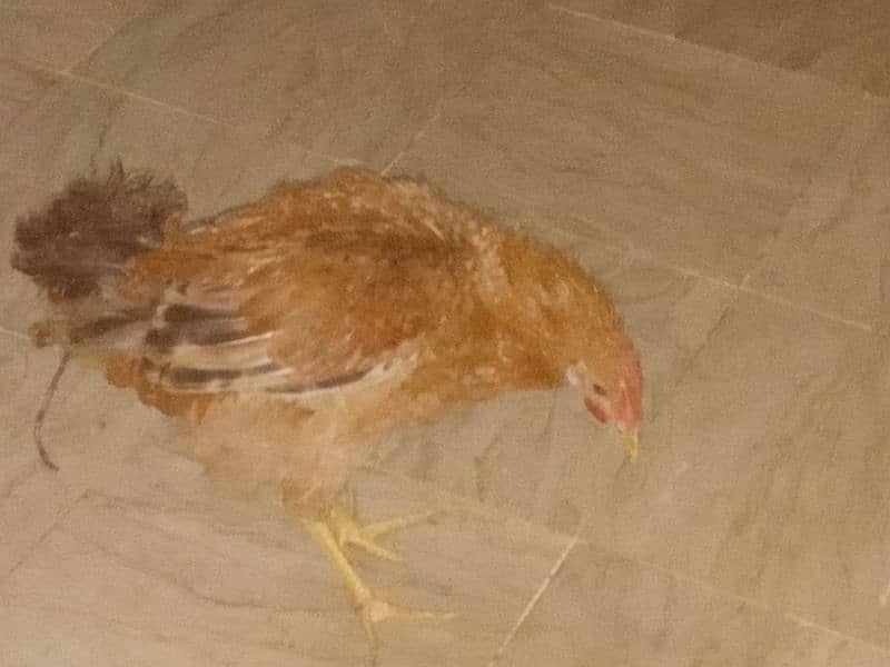 hen for sale desi ghr ki pali hui 0