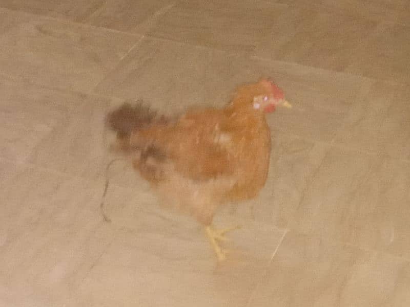 hen for sale desi ghr ki pali hui 1