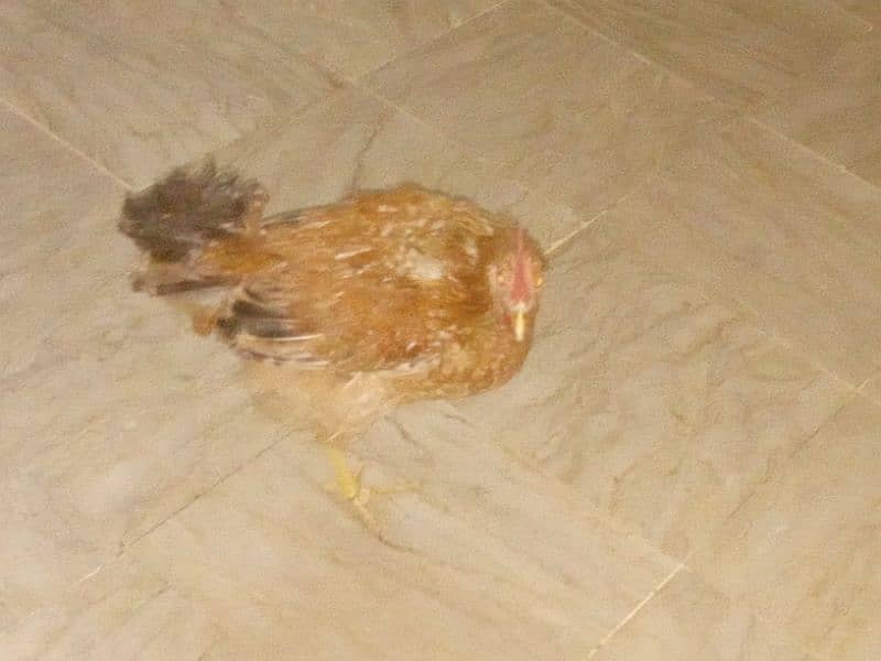 hen for sale desi ghr ki pali hui 2