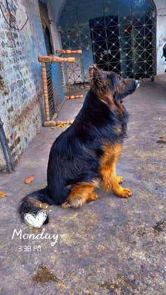 German shepherd long coat male for mating