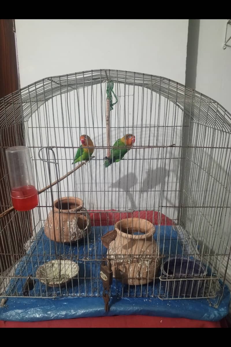 Fisher Lovebird Breeding Pair 0