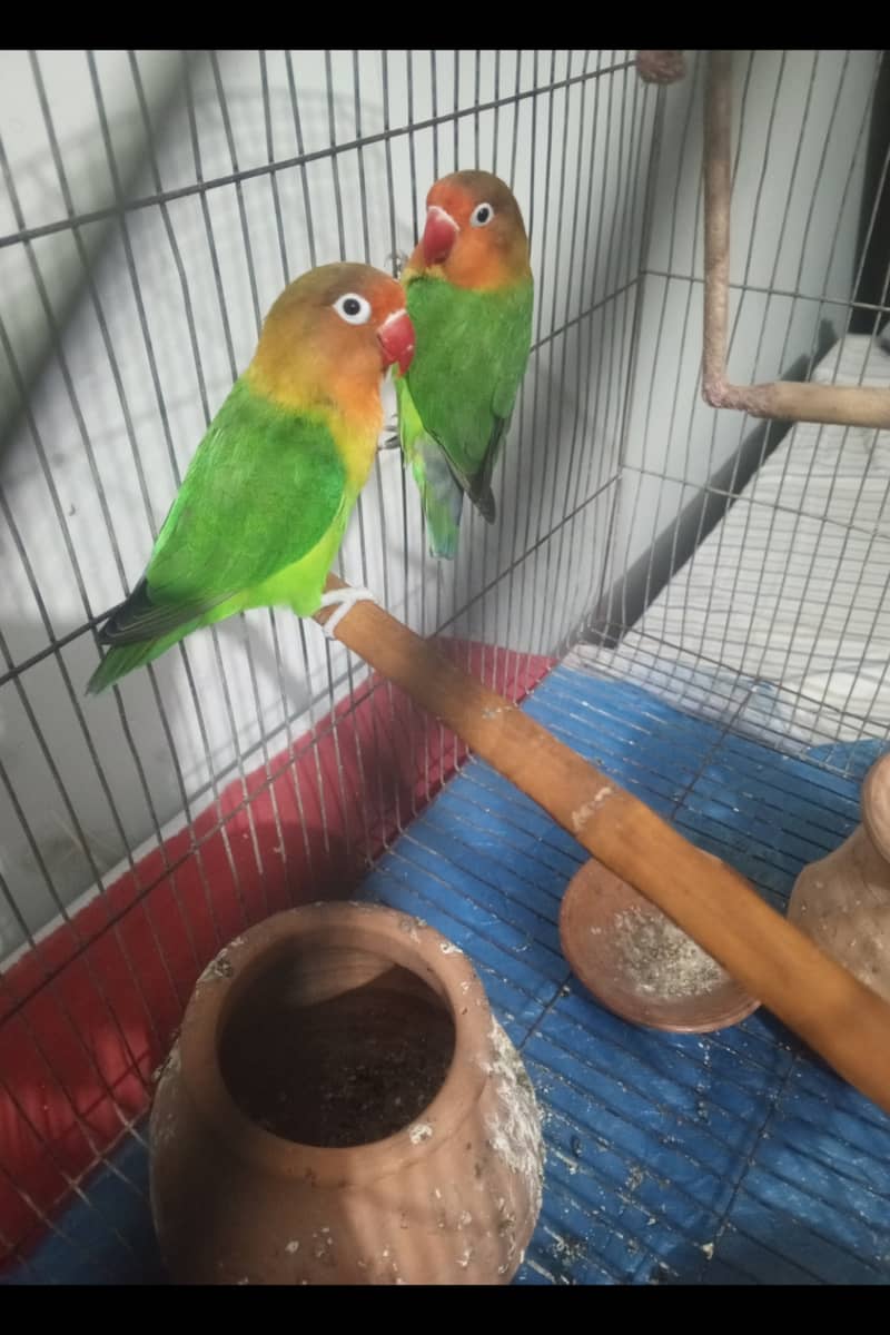 Fisher Lovebird Breeding Pair 1