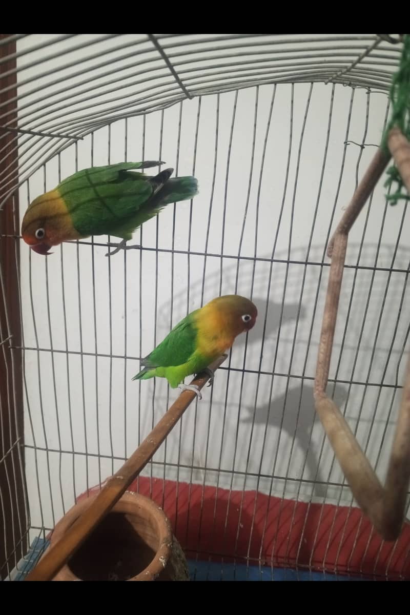 Fisher Lovebird Breeding Pair 2