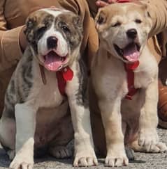 alabai dog fair 2 months for sale security dog alabai