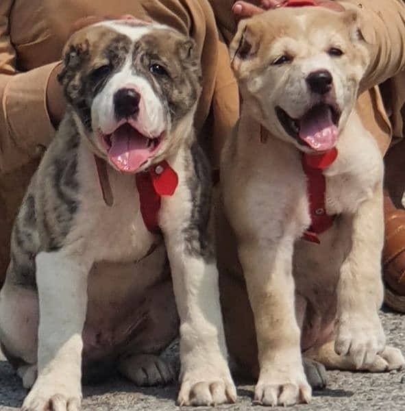 alabai dog fair 2 months for sale security dog alabai 0