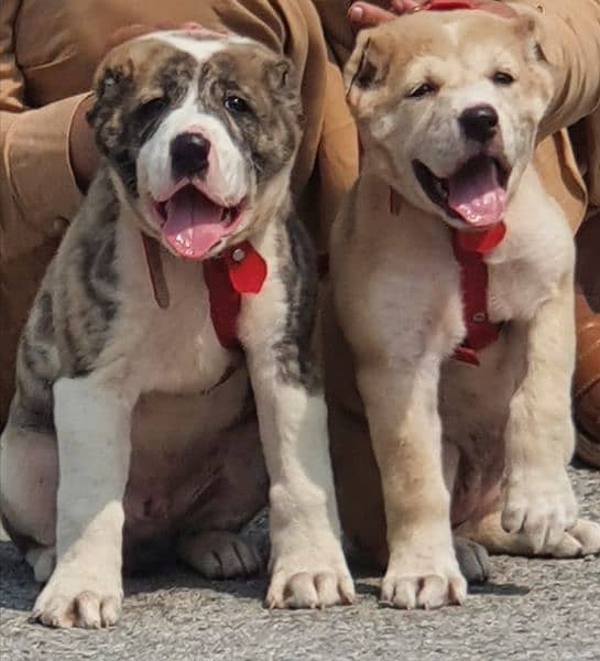 alabai dog fair 2 months for sale security dog alabai 1