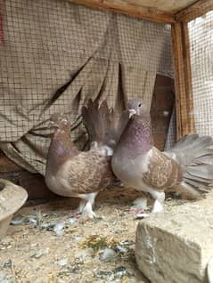 Laka kabootar breeder for sale