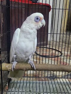 Cockatoo Parrot (Bare Eye)