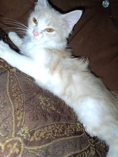 Persian Cat