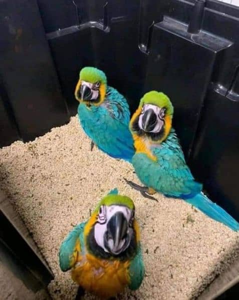 Blu macaw parrot chiks for sale,(0331#4489#359) 0