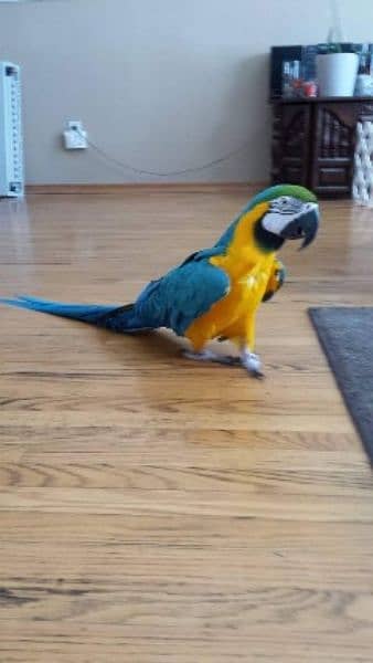 Blu macaw parrot chiks for sale,(0331#4489#359) 1