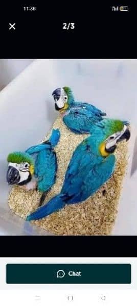 Blu macaw parrot chiks for sale,(0331#4489#359) 2