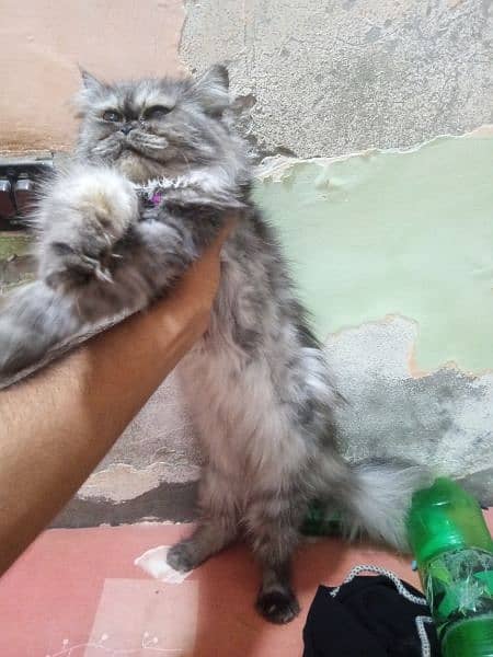 Persian cat extreme punch face 4