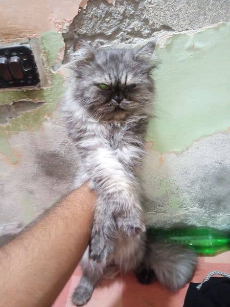 Persian cat extreme punch face 5