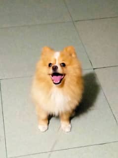 Pomeranian