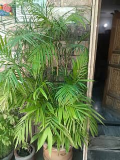 Bamboo with Pot