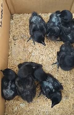 ayam cemani chick