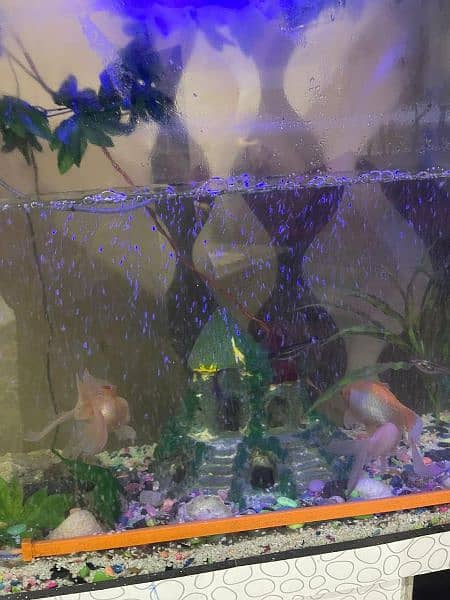 aquarium for sale with all fish and all things 1