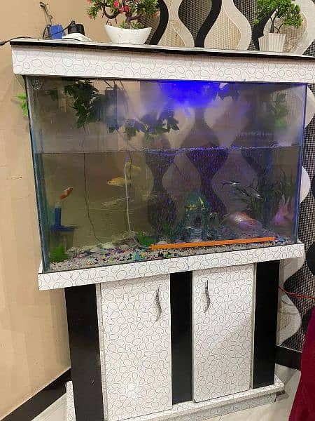 aquarium for sale with all fish and all things 3