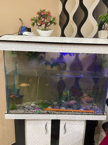 aquarium for sale with all fish and all things 4