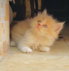 Persian beautiful Cat for sale0344/00/63/354 my WhatsApp number 0