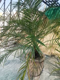 palm plant with pot 0