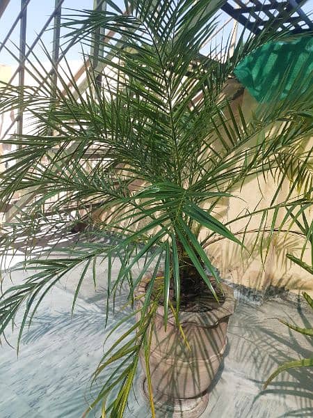 palm plant with pot 0