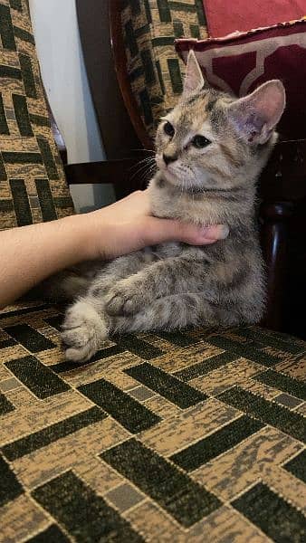 playful female kitten for sale 2