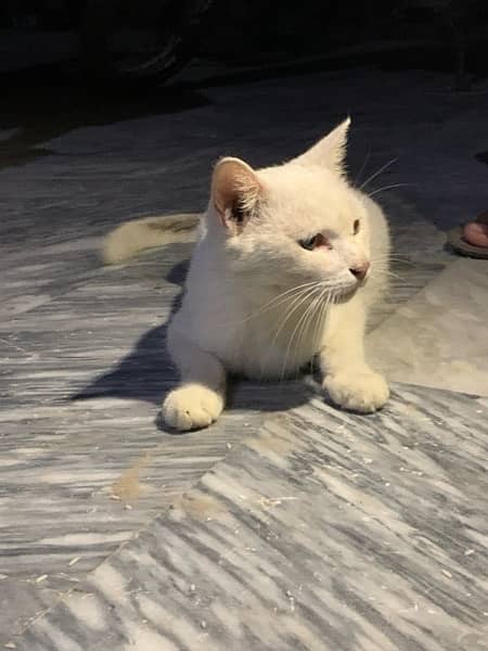 persian cat whatsapp 03/000/131/36 1