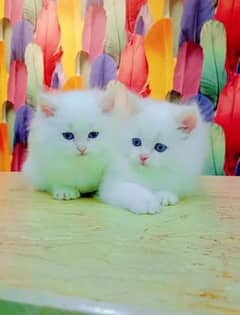 Persian Cat for sale my WhatsApp number03"34"58"14"757"