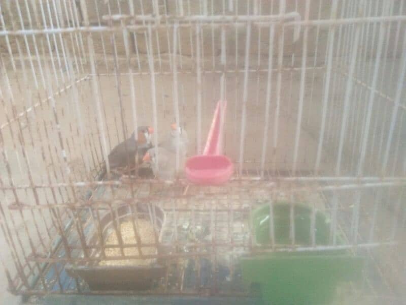 finch with cage and love bird box 3